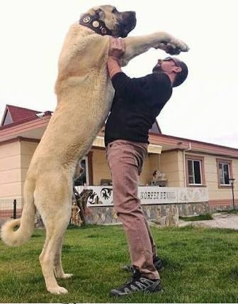 Ukuran dan kekuatan gigitan Anjing Kangal.